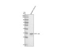Anti-Zebrafish SRSF1a/b Antibody Picoband®