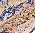 Anti-Zebrafish HNRNPA1a/b Antibody