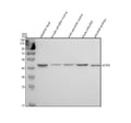 Anti-Zebrafish ARP2/ACTR2 Antibody Picoband®