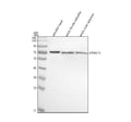Anti-Zebrafish ATP6V1A Antibody Picoband®