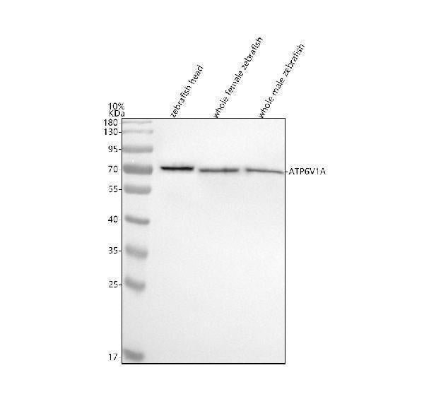 Anti-Zebrafish ATP6V1A Antibody Picoband®