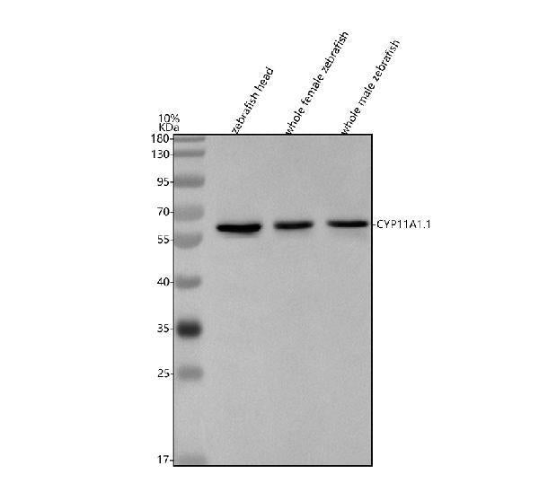 Anti-Zebrafish CYP11A1.1 Antibody Picoband®