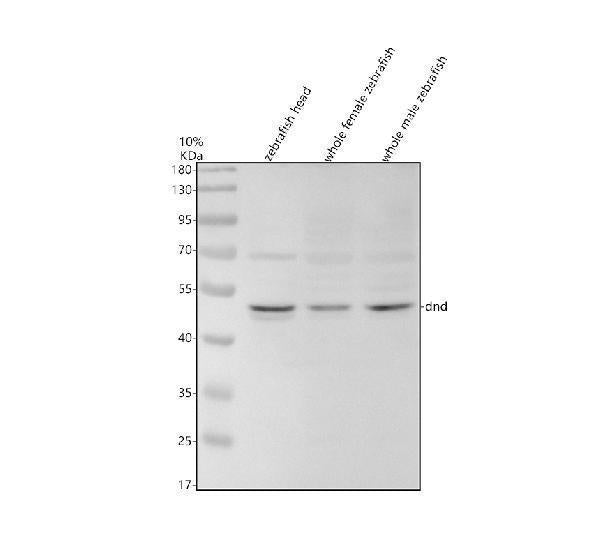 Anti-Zebrafish DND Antibody Picoband®