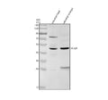Anti-Zebrafish DUSP6 Antibody Picoband®
