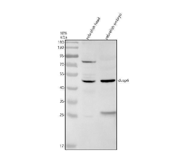 Anti-Zebrafish DUSP6 Antibody Picoband®