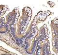 Anti-Zebrafish MMP9 Antibody