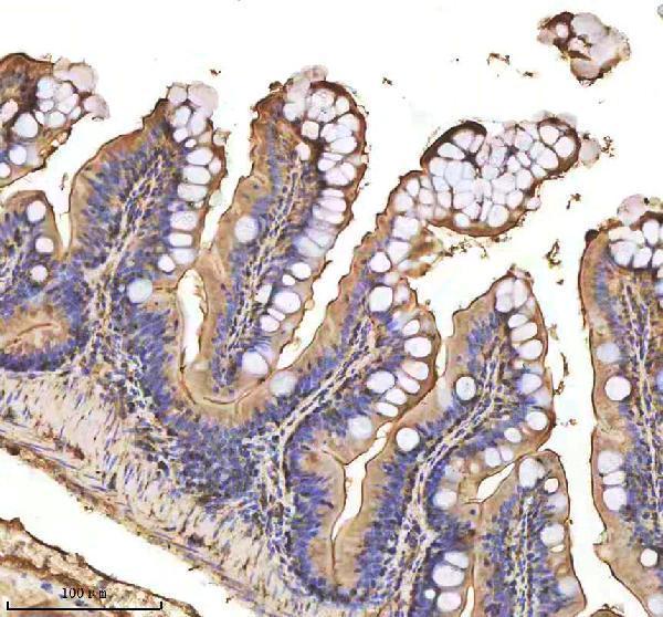Anti-Zebrafish MMP9 Antibody