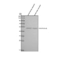 Anti-Zebrafish PAFAH1B1a/b Antibody Picoband®