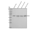 Anti-Zebrafish PSMC2 Antibody Picoband®