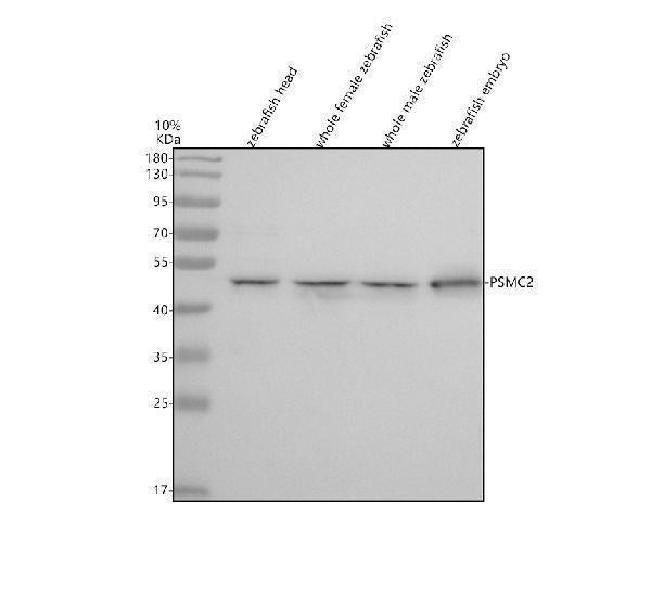 Anti-Zebrafish PSMC2 Antibody Picoband®