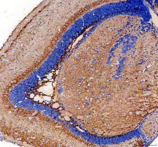 Anti-Zebrafish PTF1A Antibody