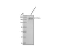 Anti-Zebrafish SMARCA4A Antibody Picoband®