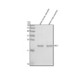 Anti-Zebrafish RAC1 Antibody Picoband®