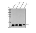 Anti-Zebrafish HBAE1.1 Antibody Picoband®