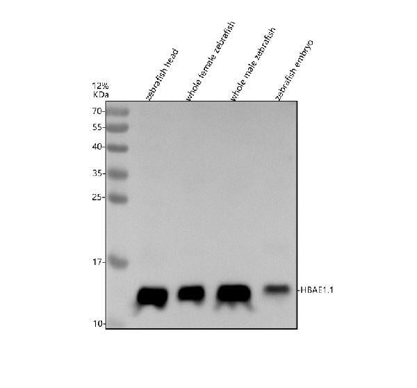 Anti-Zebrafish HBAE1.1 Antibody Picoband®