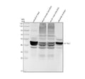 Anti-Zebrafish Cytokeratin 18/KRT18 Antibody Picoband®