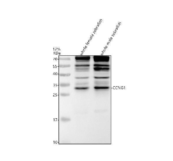Anti-Zebrafish CCNG1 Antibody Picoband®