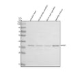 Anti-Zebrafish WDR5 Antibody Picoband®
