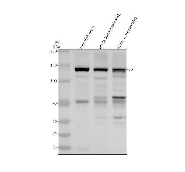 Anti-Zebrafish Ceruloplasmin/CP Antibody Picoband®