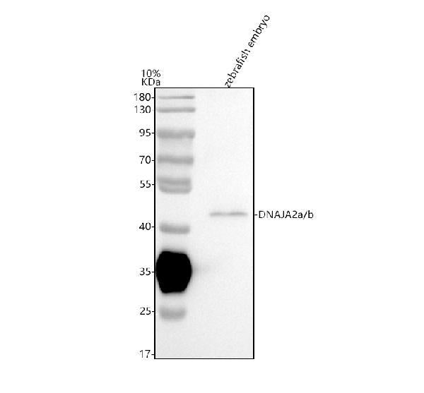 Anti-Zebrafish DNAJA2a/b Antibody Picoband®