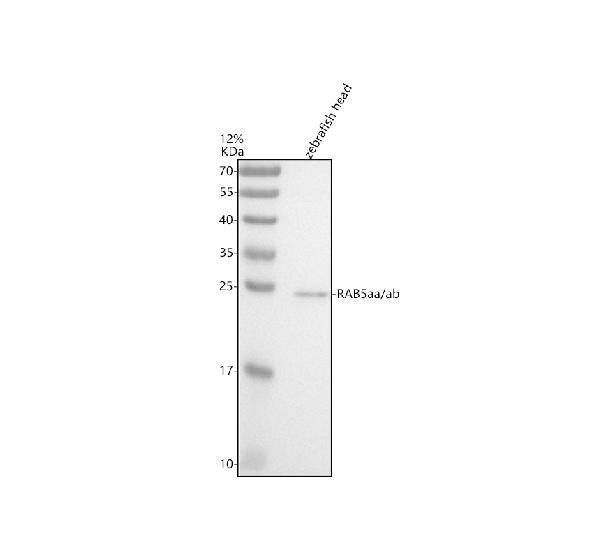 Anti-Zebrafish RAB5aa/ab Antibody Picoband®