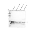 Anti-Zebrafish Histone H2A.X/H2AFX Antibody Picoband®