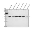 Anti-Zebrafish PGK1 Antibody Picoband®