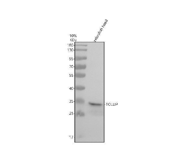 Anti-Zebrafish TOLLIP Antibody Picoband®