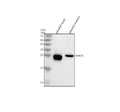 Anti-Zebrafish HPRT1 Antibody Picoband®