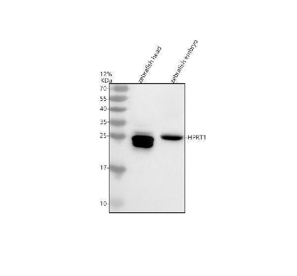 Anti-Zebrafish HPRT1 Antibody Picoband®