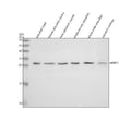 Anti-Zebrafish HPRT1 Antibody Picoband®