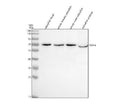Anti-Zebrafish SDHA Antibody Picoband®
