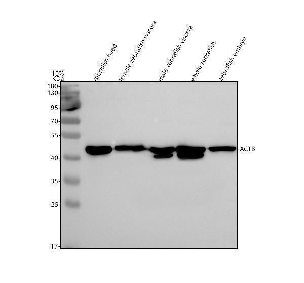 Anti-Zebrafish Beta Actin/ACTB Antibody Picoband®