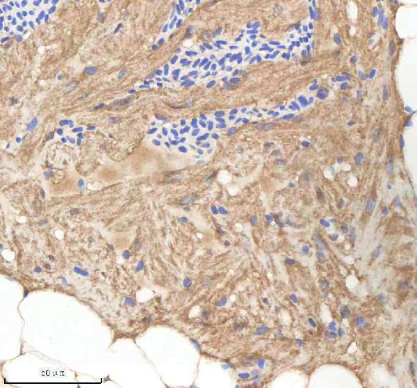 Anti-Zebrafish NPLOC4 Antibody