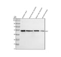 Anti-Zebrafish DLST Antibody Picoband®