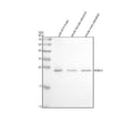 Anti-Zebrafish RAB14/4l Antibody Picoband®