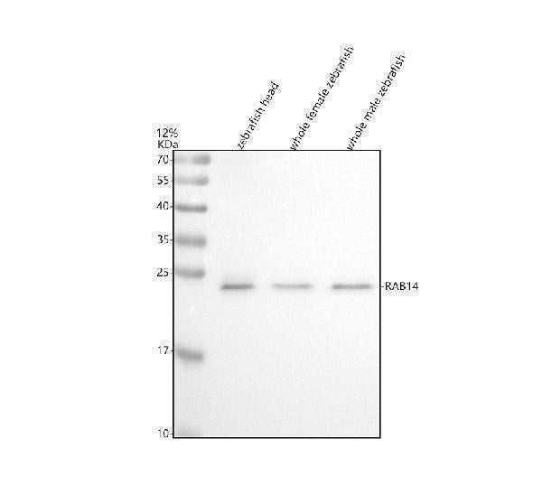 Anti-Zebrafish RAB14/4l Antibody Picoband®