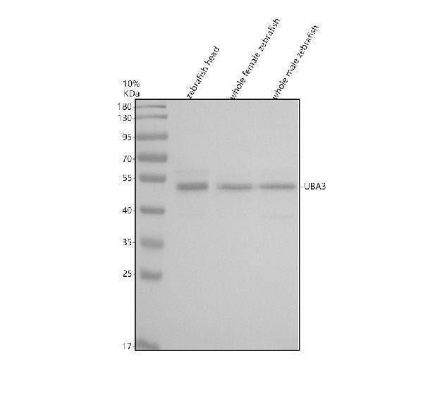 Anti-Zebrafish UBA3 Antibody Picoband®