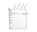 Anti-Zebrafish SHP2/PTPN11 Antibody Picoband®