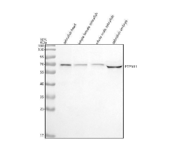 Anti-Zebrafish SHP2/PTPN11 Antibody Picoband®