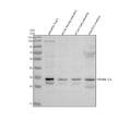 Anti-Zebrafish YWHAE1/2 Antibody Picoband®