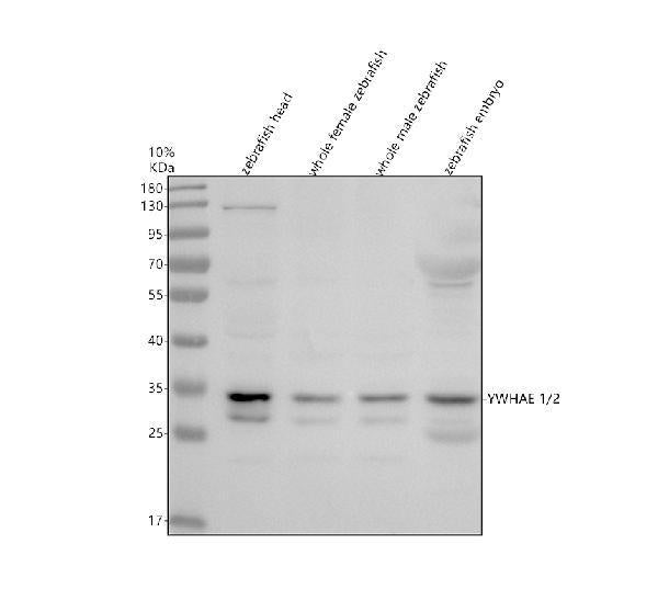 Anti-Zebrafish YWHAE1/2 Antibody Picoband®