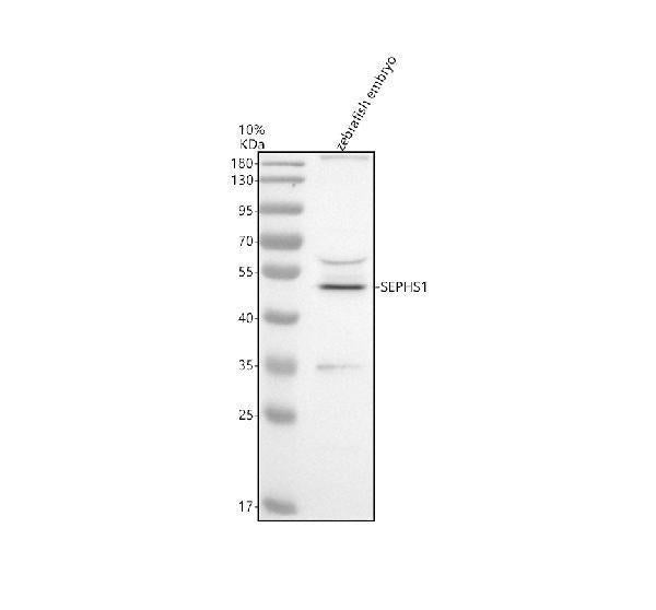 Anti-Zebrafish SEPHS1 Antibody Picoband®