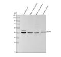 Anti-Zebrafish ERK2/MAPK1 Antibody Picoband®