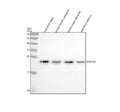 Anti-Zebrafish MOB3A/B/C Antibody Picoband®