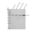 Anti-Zebrafish PSMC1a/b Antibody Picoband®