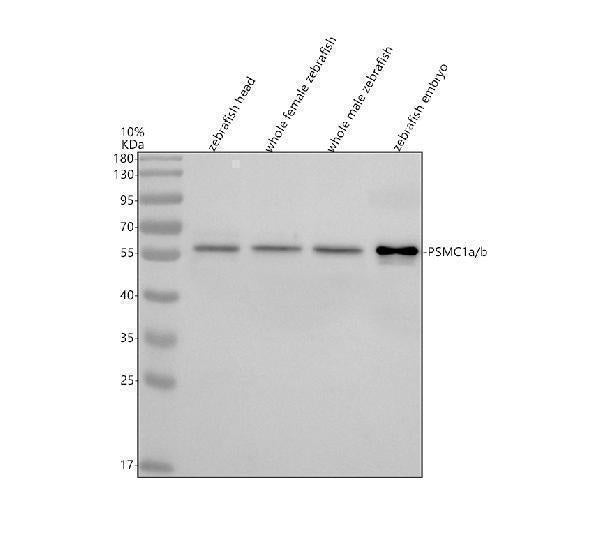 Anti-Zebrafish PSMC1a/b Antibody Picoband®