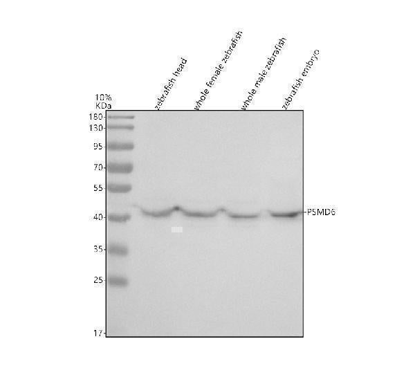 Anti-Zebrafish PSMD6 Antibody Picoband®