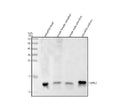 Anti-Zebrafish HBAE3 Antibody Picoband®