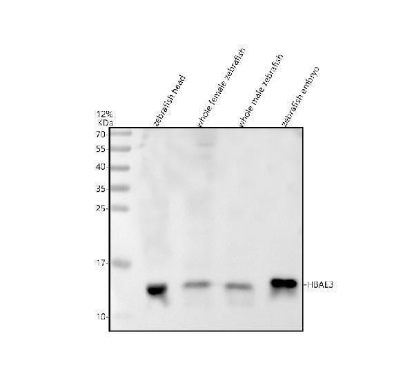 Anti-Zebrafish HBAE3 Antibody Picoband®